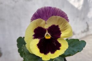 Argelia cactus y artesanías