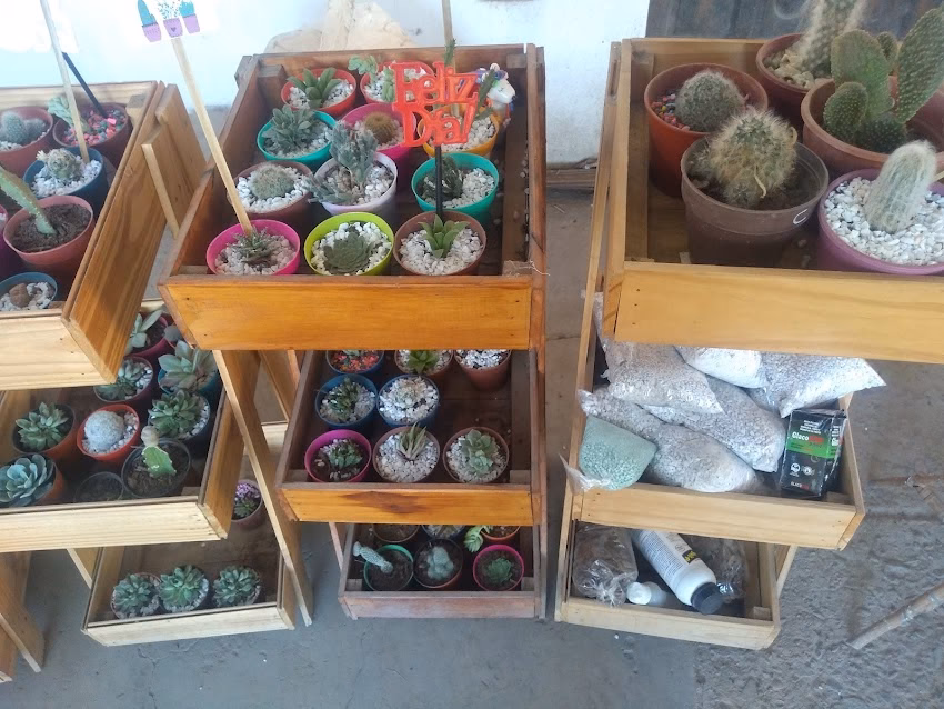 Argelia cactus y artesanías