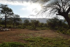 Carnicería El Bagual