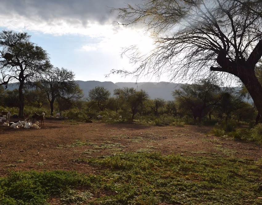Carnicería El Bagual