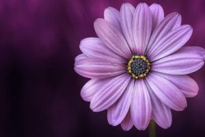 Cotillón y Florería Sarmiento