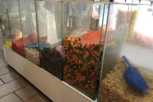 Snacky Copetín y Cotillón