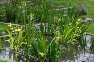 Vivero Acuático La Chacra de Jardines y Estanques